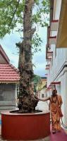 Audumba Vriksha